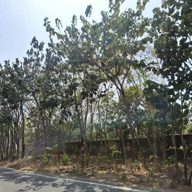 Bayur Tree