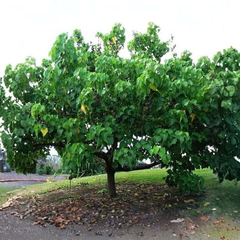 Portia Tree