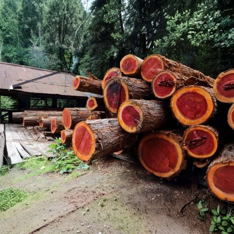 Red Sandalwood