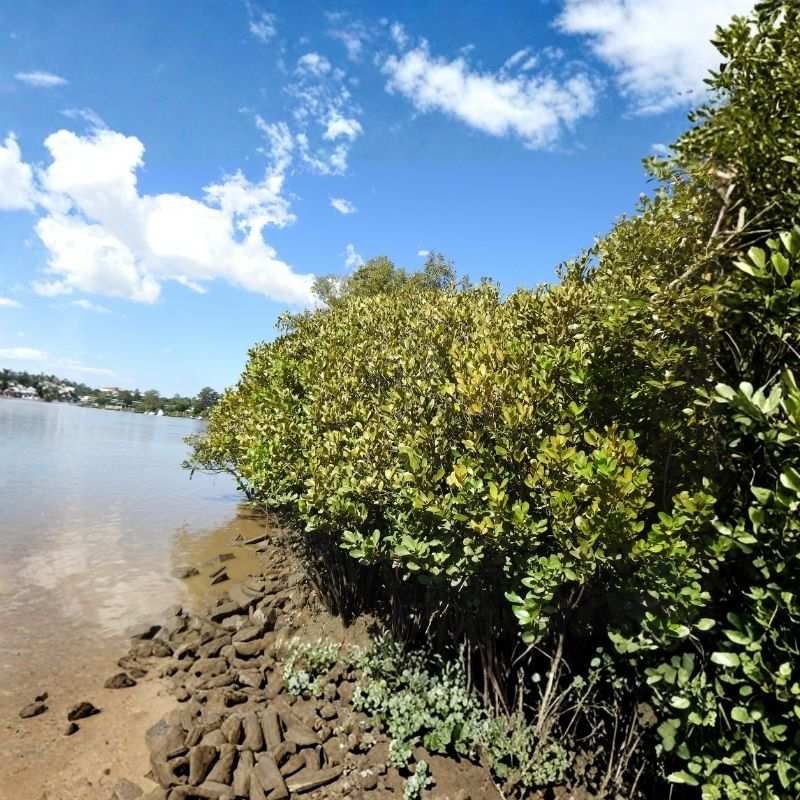 River Mangrove
