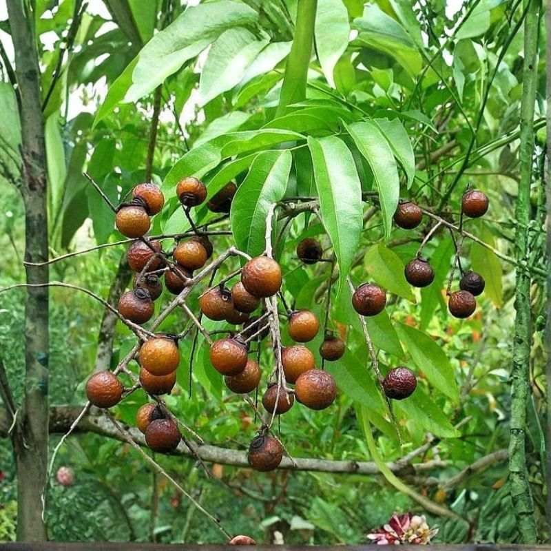 Soap Nut Tree