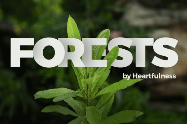 What is Forests By Heartfulness?